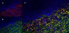 Anti Human CD70 Antibody, clone Bu69 gallery image 5