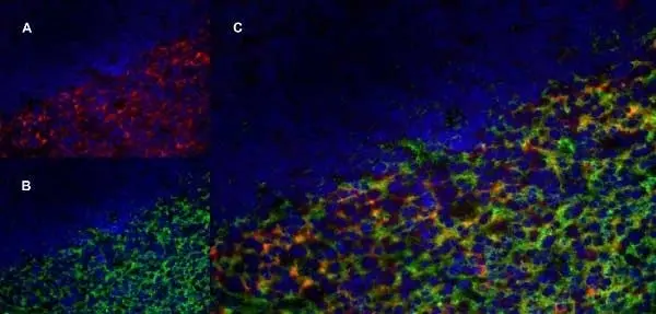 Anti Human CD70 Antibody, clone Bu69 gallery image 5