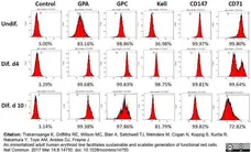 Anti Human CD71 Antibody, clone DF1513 gallery image 4