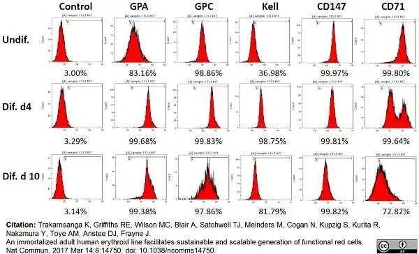 Anti Human CD71 Antibody, clone DF1513 gallery image 4