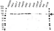 Anti CD71 (soluble) Antibody, clone 13E4 (PrecisionAb Monoclonal Antibody) gallery image 1