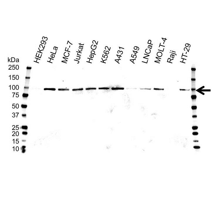 Anti CD71 (soluble) Antibody, clone 13E4 (PrecisionAb Monoclonal Antibody) gallery image 1