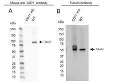 Anti CD71 (soluble) Antibody, clone 13E4 (PrecisionAb Monoclonal Antibody) gallery image 2