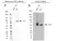 Anti CD71 (soluble) Antibody, clone 13E4 (PrecisionAb Monoclonal Antibody) thumbnail image 2