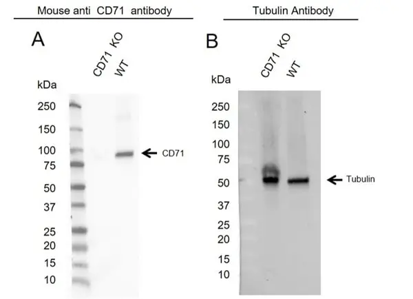 Anti CD71 (soluble) Antibody, clone 13E4 (PrecisionAb Monoclonal Antibody) gallery image 2