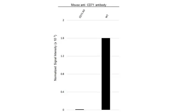 Anti CD71 (soluble) Antibody, clone 13E4 (PrecisionAb Monoclonal Antibody) gallery image 3