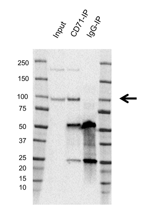 Anti CD71 (soluble) Antibody, clone 13E4 (PrecisionAb Monoclonal Antibody) gallery image 4