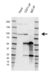 Anti CD71 (soluble) Antibody, clone 13E4 (PrecisionAb Monoclonal Antibody) thumbnail image 4
