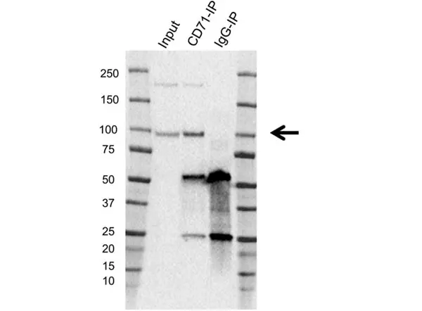 Anti CD71 (soluble) Antibody, clone 13E4 (PrecisionAb Monoclonal Antibody) gallery image 4