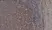 Anti Human CD72 Antibody, clone Bu40 thumbnail image 1