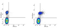 Anti Human CD74 Antibody, clone Bu45 gallery image 1