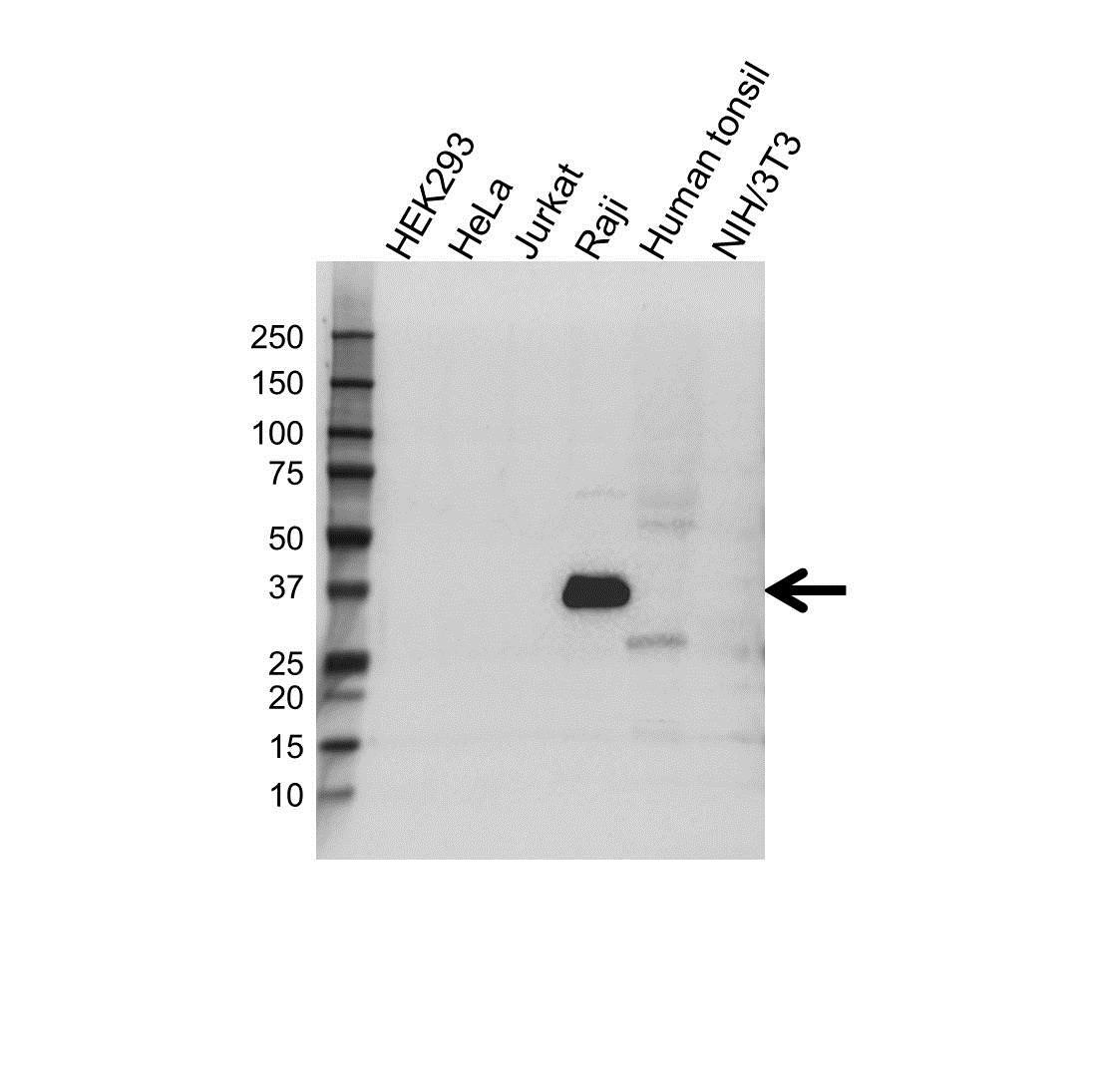 Anti CD74 Antibody, clone OTI1H3 (PrecisionAb Monoclonal Antibody) gallery image 1
