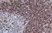 Anti Human CD79a Antibody, clone HM57 thumbnail image 2