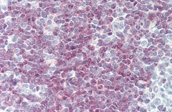Anti Human CD79a Antibody, clone ZL7-4 gallery image 2