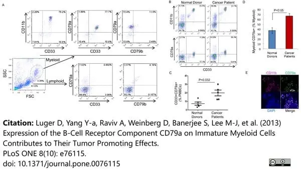 Anti Human CD79a Antibody, clone ZL7-4 gallery image 3