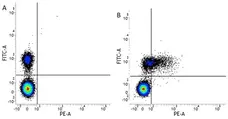 Anti Human CD79b Antibody, clone AT105-1 gallery image 1