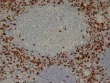 Anti Human CD8 Antibody, clone 4B11 gallery image 1