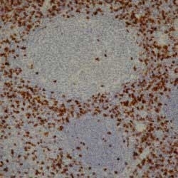 Anti Human CD8 Antibody, clone 4B11 gallery image 1