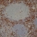 Anti Human CD8 Antibody, clone 4B11 thumbnail image 1