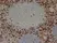 Anti Human CD8 Antibody, clone 4B11 thumbnail image 1