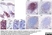 Anti Human CD8 Antibody, clone 4B11 thumbnail image 2