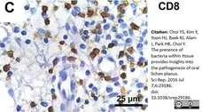 Anti Human CD8 Antibody, clone 4B11 gallery image 3