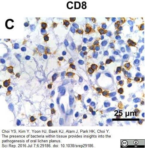 Anti Human CD8 Antibody, clone 4B11 gallery image 3