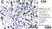 Anti Human CD8 Antibody, clone 4B11 thumbnail image 3