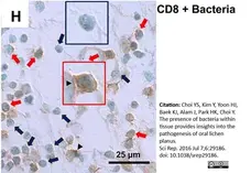 Anti Human CD8 Antibody, clone 4B11 gallery image 4