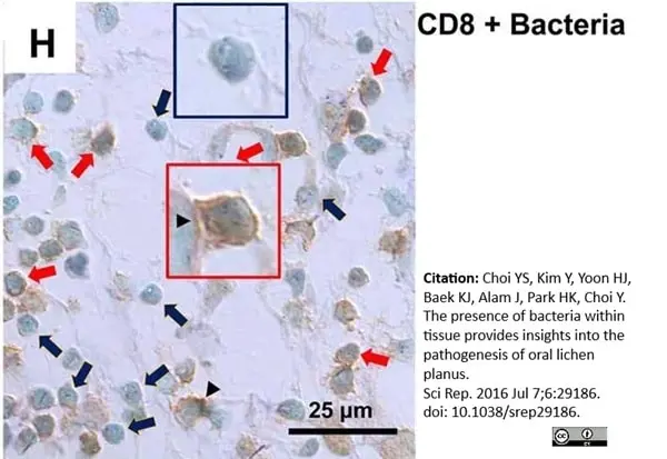 Anti Human CD8 Antibody, clone 4B11 gallery image 4