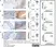 Anti Human CD8 Antibody, clone 4B11 thumbnail image 5