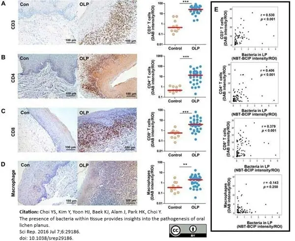 Anti Human CD8 Antibody, clone 4B11 gallery image 5