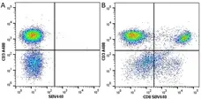 Anti Human CD8 Antibody, clone LT8 gallery image 11