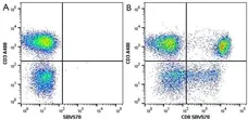 Anti Human CD8 Antibody, clone LT8 gallery image 12