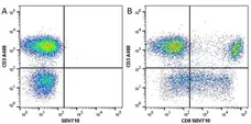 Anti Human CD8 Antibody, clone LT8 gallery image 15