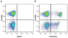 Anti Human CD8 Antibody, clone LT8 gallery image 17