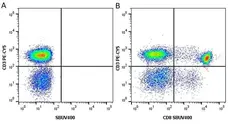 Anti Human CD8 Antibody, clone LT8 gallery image 19