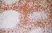 Anti Human CD8 Antibody, clone LT8 thumbnail image 2