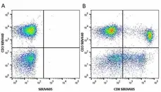 Anti Human CD8 Antibody, clone LT8 gallery image 29