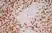 Anti Human CD8 Antibody, clone LT8 thumbnail image 3