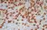 Anti Human CD8 Antibody, clone LT8 thumbnail image 4