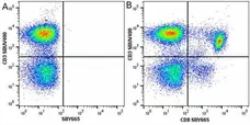 Anti Human CD8 Antibody, clone LT8 gallery image 45