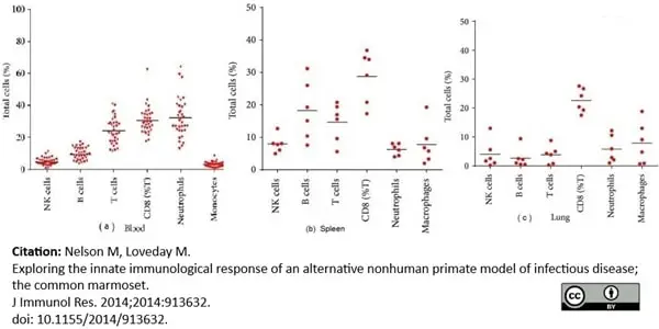Anti Human CD8 Antibody, clone LT8 gallery image 5