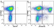Anti Human CD8 Antibody, clone LT8 gallery image 51