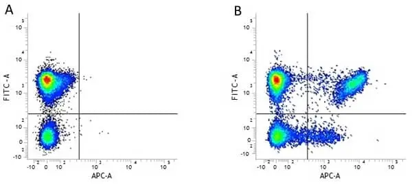 Anti Human CD8 Antibody, clone LT8 gallery image 6