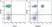 Anti Human CD8 Antibody, clone LT8 thumbnail image 9