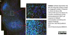 Anti Human CD8 Antibody, clone YTC182.20 gallery image 11