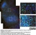 Anti Human CD8 Antibody, clone YTC182.20 thumbnail image 11