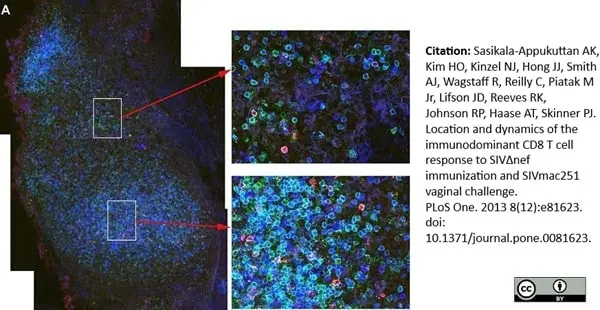 Anti Human CD8 Antibody, clone YTC182.20 gallery image 11