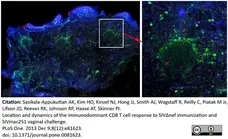 Anti Human CD8 Antibody, clone YTC182.20 gallery image 12